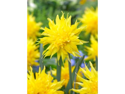 3746 1 narcis rip van winkle 5 ks