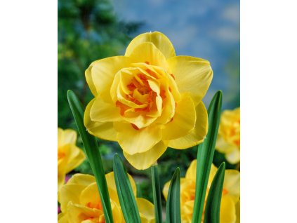 3749 1 narcis tahiti 5 ks