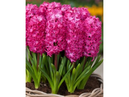 Generated Image November 12, 2025 10 09AM