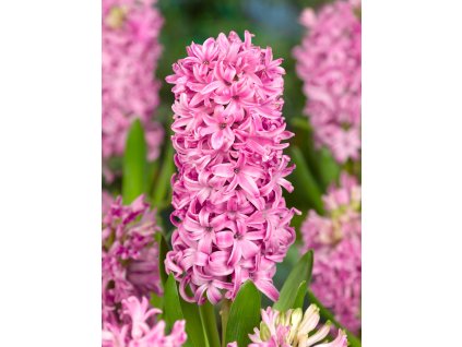 3776 1 hyacint pink pearl 3 ks