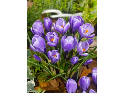 3830 1 krokus grand maitre large flowering 10 ks