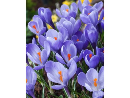 Generated Image November 11, 2025 1 01PM