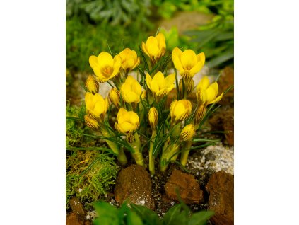 3833 1 krokus fuscotinctus chrysanthus 10 ks