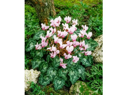 3875 1 bramborik podzimni cyclamen hederifolium 1 ks