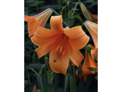 9DD95F56 0120 4716 9231 E138B221BFC8