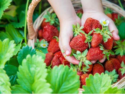 the child collects strawberries in the garden selective focus picture id1153630049