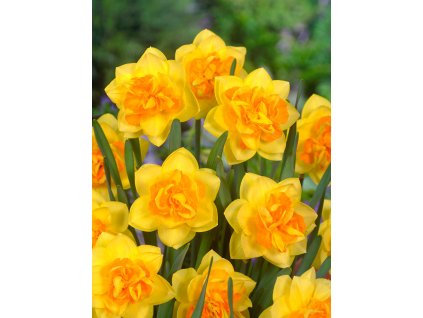 3983 1 narcis apotheose 5 ks