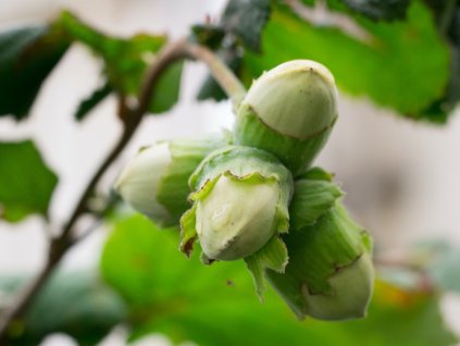 4025 1 liska kerova tonda gentile delle lanche