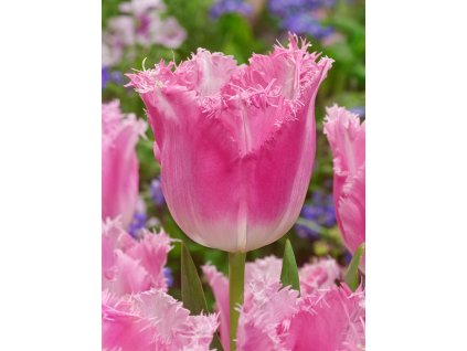 4046 1 tulipan fancy frills 5 ks