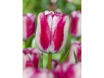 4055 1 tulipan hotpants 5 ks