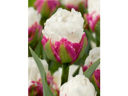 4058 1 tulipan ice cream 5 ks
