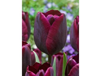 4061 1 tulipan ronaldo 5 ks