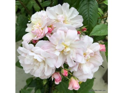 4073 4 pnouci ruze kordes sweet siluetta 2l kontejner