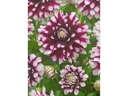 FA 14 0707 Dahlia Verdi