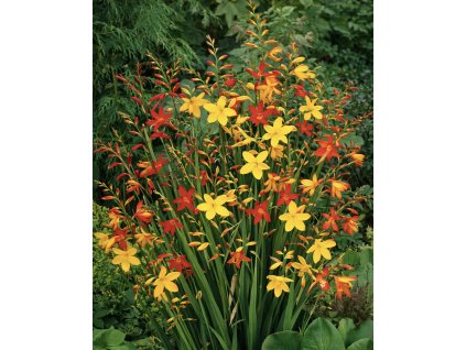 27449D86 A222 4FF3 A6C5 B5A37AD16B54