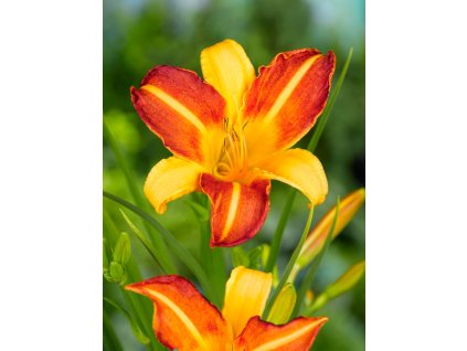 FA 07 0342 Hemerocallis Frans Hals
