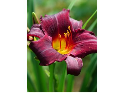 deep purple daylily with yellow throat against lush green shade in picture id1206905165