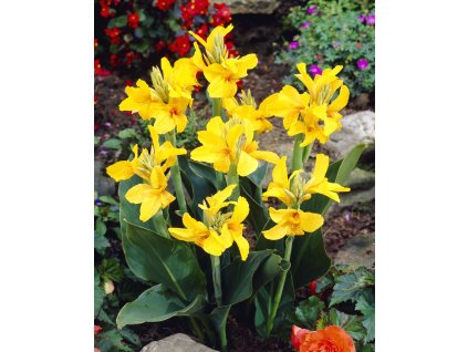 4832 dosna caballero 1 ks