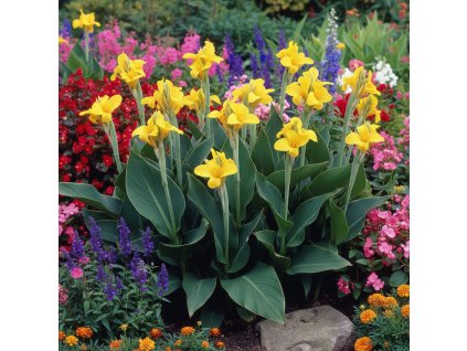 canna garden qj8c33dga