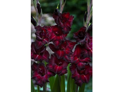 Gladiolus Black Surprise