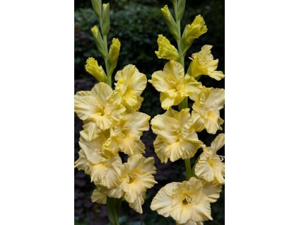 Gladiolus Morning Gold