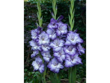 Mečík 'Triton' 5 ks (Velikost cibulí 14+)