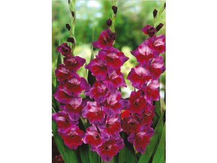 Gladiolus Velvet Eyes