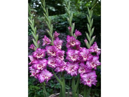 Gladiolus Vuvuzela