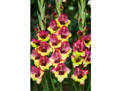 Gladiolus Vasto