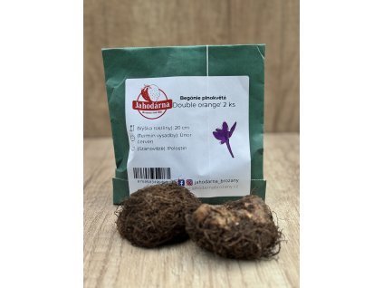 Begónie plnokvětá 'Double orange' 2 ks