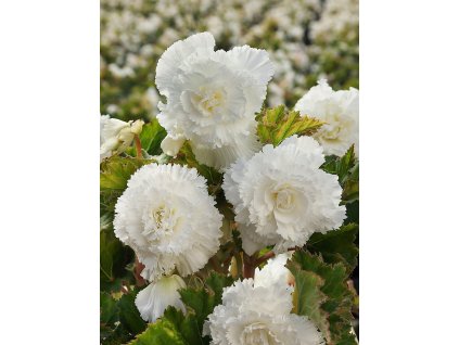 5051 1 begonie trepenita fimbriata white 2 ks