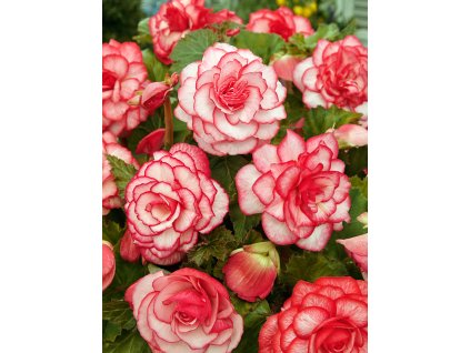 Begónie 'Picotee white-red' 2 ks