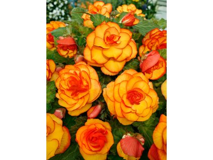 FA 15 0664 Begonia Picotee Yellow Red