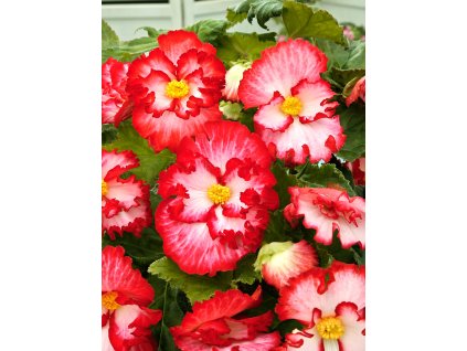 FA 15 0655 Begonia Marginata White Red