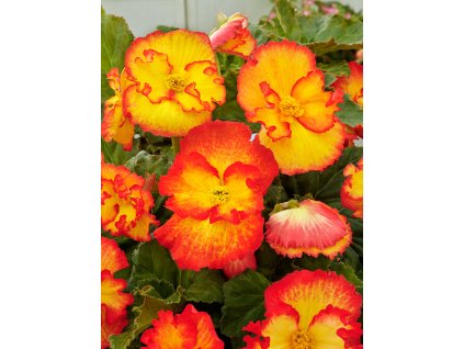 FA 15 0657 Begonia Marginata Yellow Red