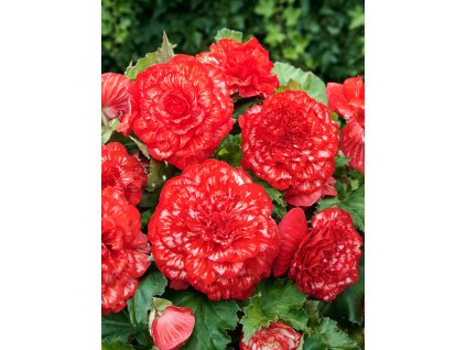 FA 15 0660 Begonia Marmorata