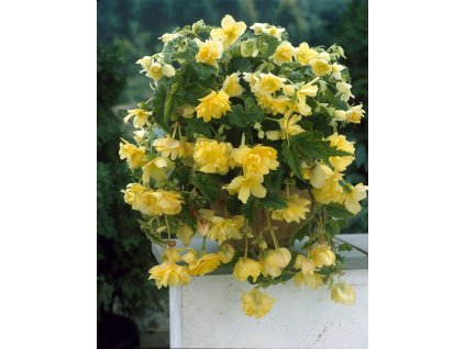 5069 begonie previsla pendula yellow 2 ks