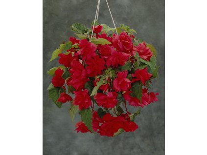 Begonie Prodej (Begonie Begonia, dekorativní listy, druhů kultivarů, druhy begonií) Begonie Prodej