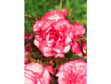 Begónie 'Bouton de rose' 2 ks