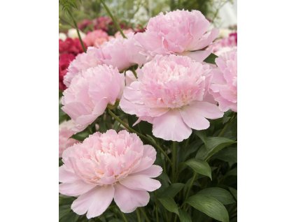 267AA2DE AF48 4F70 BF6E E09656ACC8BE