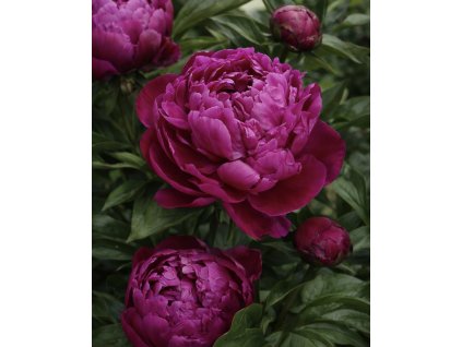 A866600A 061E 4DF9 A951 972194B048EB