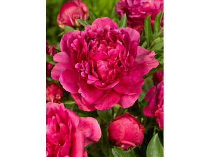 FA 08 0313 Paeonia Kansas