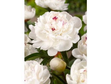 5126 pivonka festiva maxima 1 ks