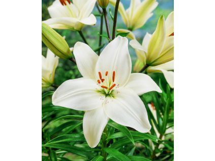 JG 01 269 Lilium Navona (Snowstorm)