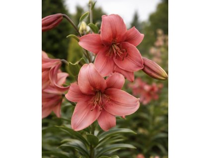 B00B48AA F516 481A 8CA9 00575A4D2151