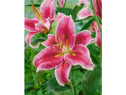 JG 04 951 Lilium Stargazer