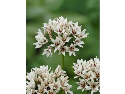 visi00492