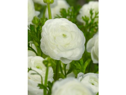 5177 1 pryskyrnik ranunculus white 3 ks