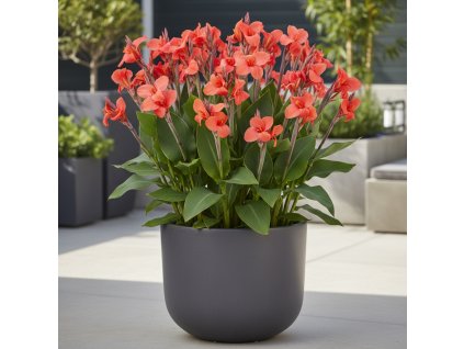 canna garden 6phhognu6