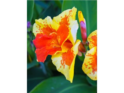 canna flower also called canna lily in the garden picture id1188071427